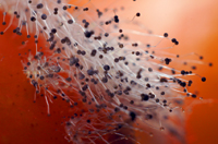 Rhizopus on tomato