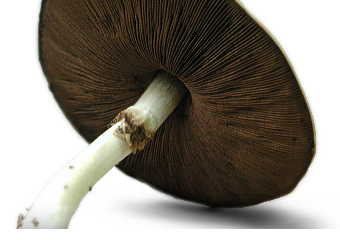 header_section_image_mushroom
