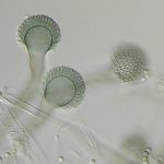 Aspergillus Fumigatus Conidiophores