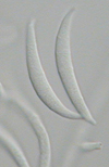Fusarium