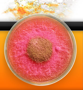 Petri Dish