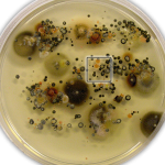 Routine culture of warehouse staining specimen dominated by fast-growing weed fungi (see inset at right)