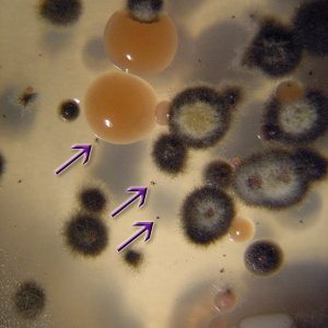 Baudoinia colonies
