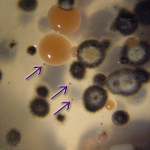 (inset) Arrows indicating tiny Baudoinia colonies