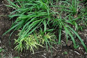 Napier grass stunt