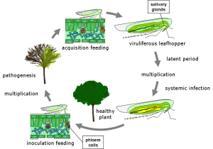 Phytoplasma life-cycle