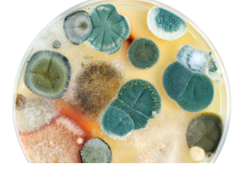 Fungi on malt extract agar plate