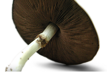 Mushroom Lamellae