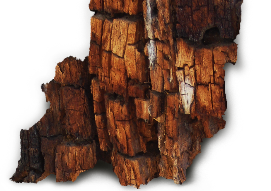 Wood and wood products