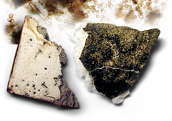 mould mold laboratory lab toronto ontario canada testing aiha environmental fungi fungus contamination sampling